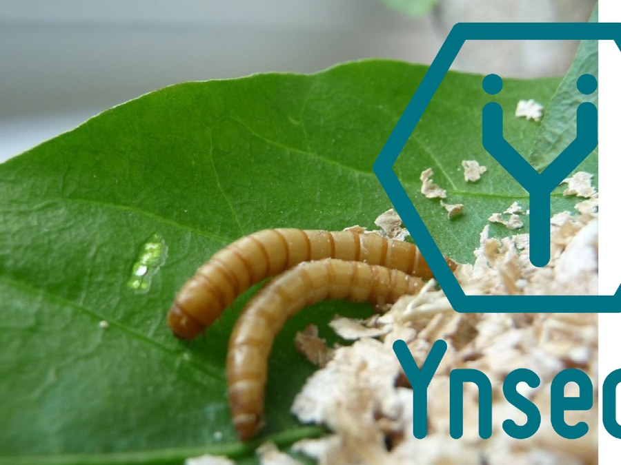 ULMA Handling Systems develops the first automated insect protein production facility for YNSECT