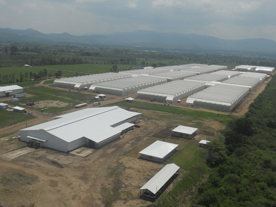DEL MONTE ha confiado en ULMA Agrícola para la instalación de 10Ha de invernaderos en Guatemala