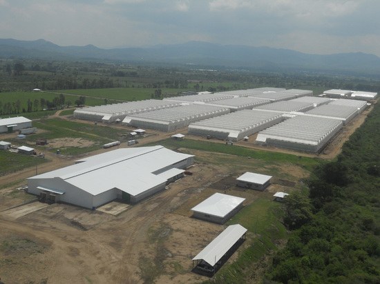 DEL MONTE ha confiado en ULMA Agrícola para la instalación de 10Ha de invernaderos en Guatemala