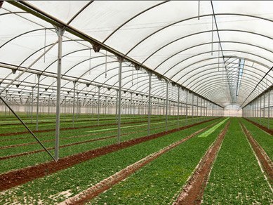 ULMA Agricola ha realizado una instalación de 5 hectáreas para CENTEX